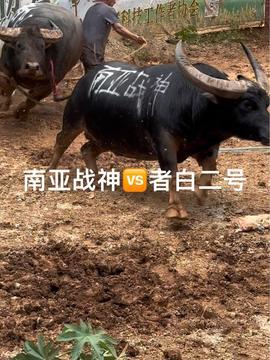 娱乐吃瓜酱牛,从421文件到网红八卦，深度解析娱乐吃瓜文化