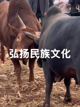 娱乐吃瓜酱牛,从421文件到网红八卦，深度解析娱乐吃瓜文化