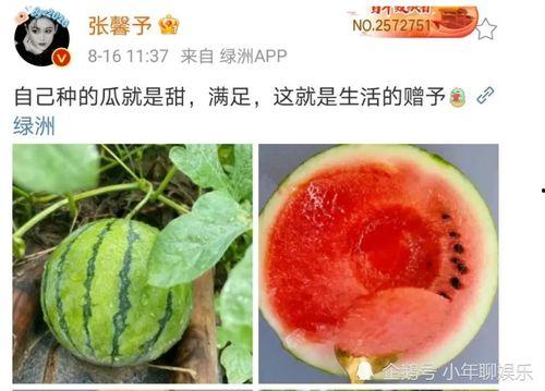 娱乐圈哪里吃瓜好吃,揭秘各大瓜田的“美味”瓜果