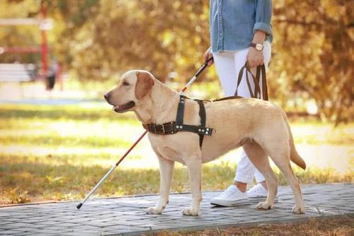 吃瓜娱乐赵小瞒导盲犬,吃瓜娱乐中的温暖瞬间