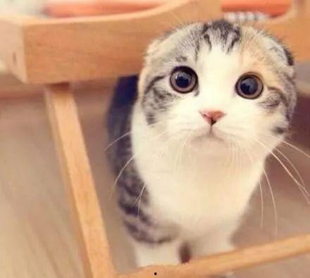 折耳猫娱乐吃瓜君,娱乐吃瓜君与七七的互撕事件深度解析