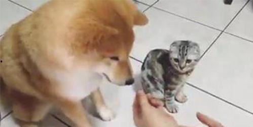 折耳猫娱乐吃瓜君,娱乐吃瓜君与七七的互撕事件深度解析