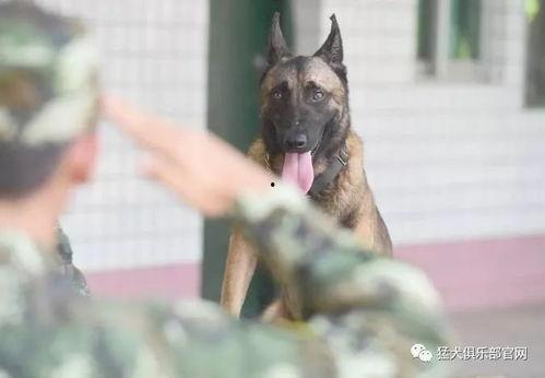 娱乐吃瓜酱缉毒犬,忠诚守护，无畏前行