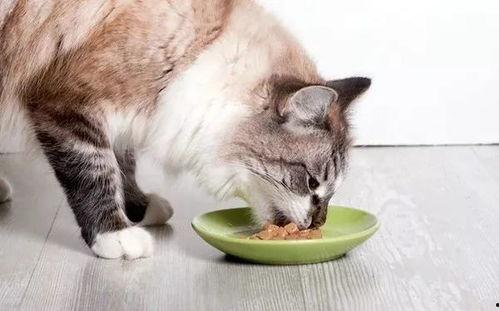 娱乐吃瓜酱猫猫护孩子,酱猫猫护孩子，揭秘明星育儿日常