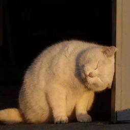 娱乐吃瓜酱猫猫护孩子,酱猫猫护孩子，揭秘明星育儿日常
