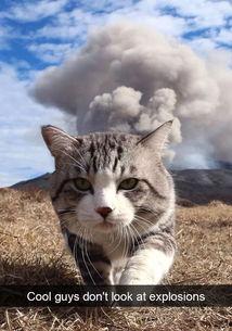 娱乐吃瓜猫捉鸟百度云,猫捉鸟事件全网热议，百度云揭秘幕后真相