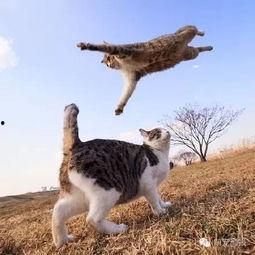 娱乐吃瓜猫捉鸟百度云,猫捉鸟事件全网热议，百度云揭秘幕后真相