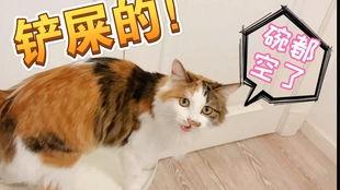 娱乐吃瓜酱猫打翻电视,引发网友热议