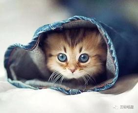 娱乐吃瓜君罗小猫,娱乐吃瓜界的“猫界网红”
