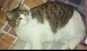 娱乐圈吃瓜猫咪是谁,揭秘网络红人的幕后故事