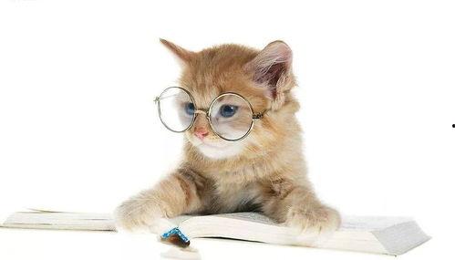 娱乐吃瓜君小猫咪,小猫咪的娱乐圈奇遇记
